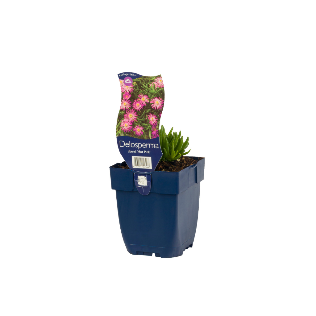 Middagsbloem (Delosperma aberd. 'Hot Pink') ø 11 cm