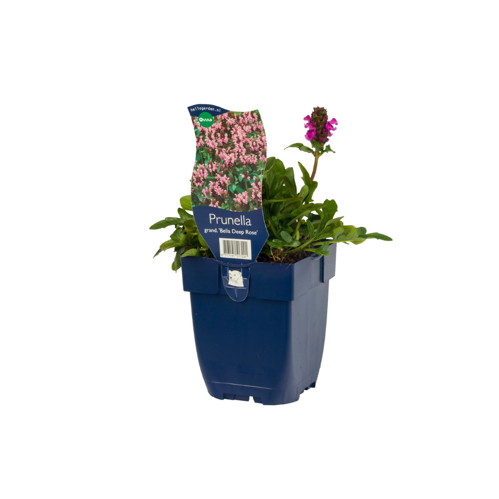 Grote Brunel (Prunella grand. 'Bella Deep Rose') ø 11 cm