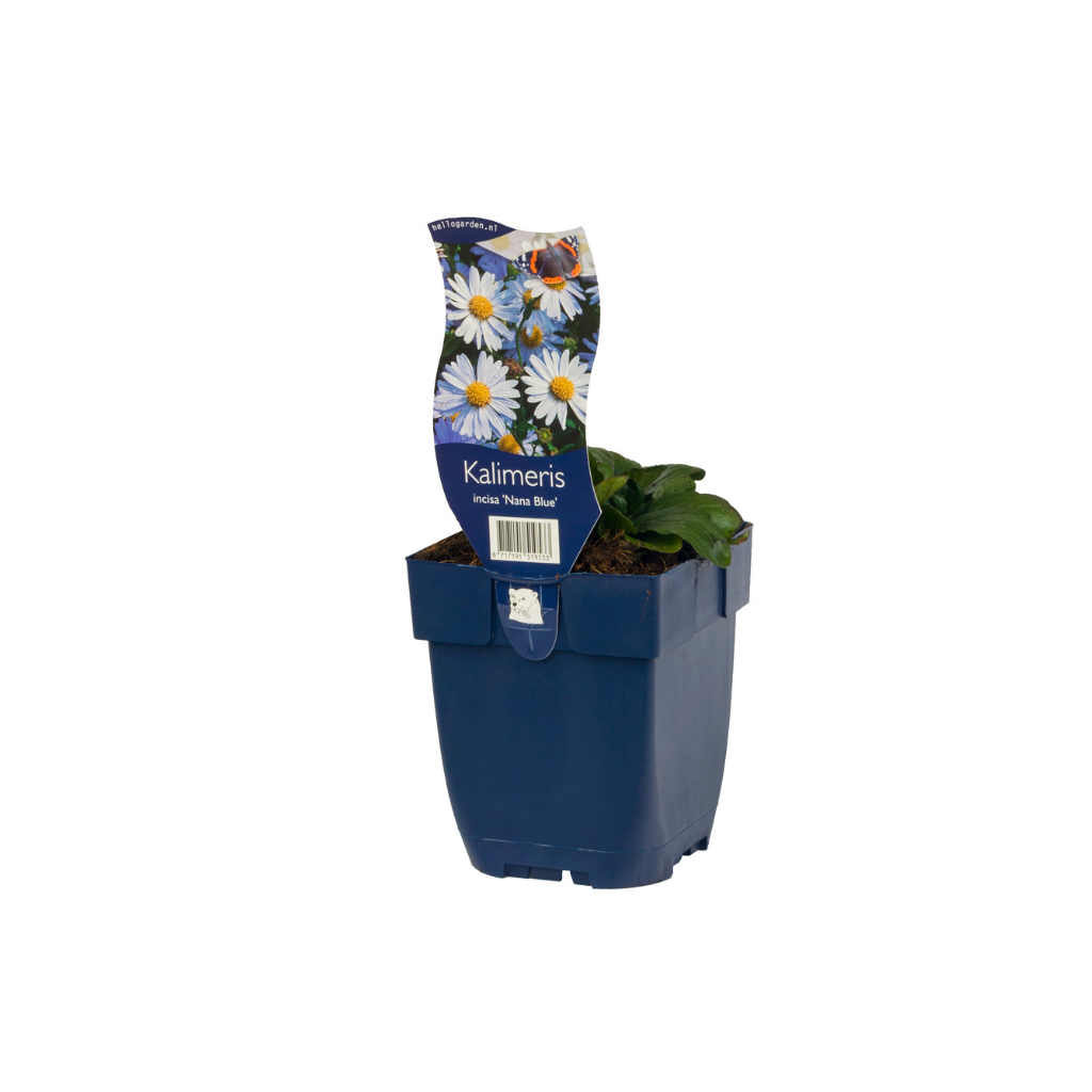 Zomeraster (Kalimeris incisa 'Nana Blue') ø 11 cm
