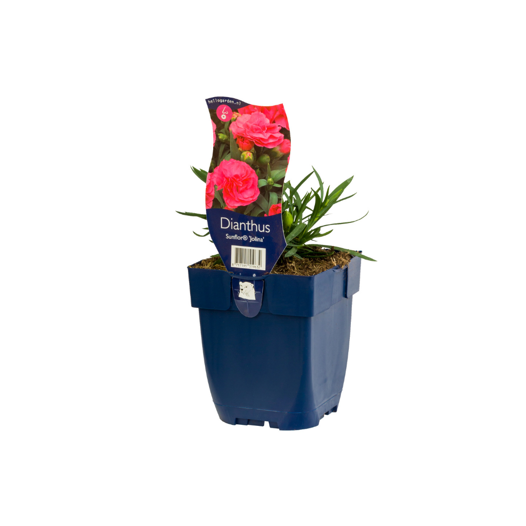Anjer (Dianthus Sunflor 'Jolina') ø 11 cm