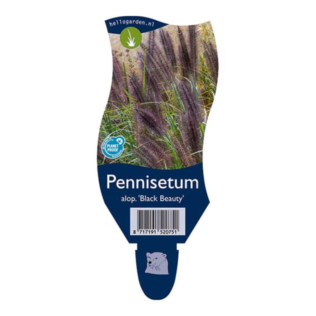 Lampenpoetsergras (Pennisetum alop. 'Black Beauty') ø 11 cm