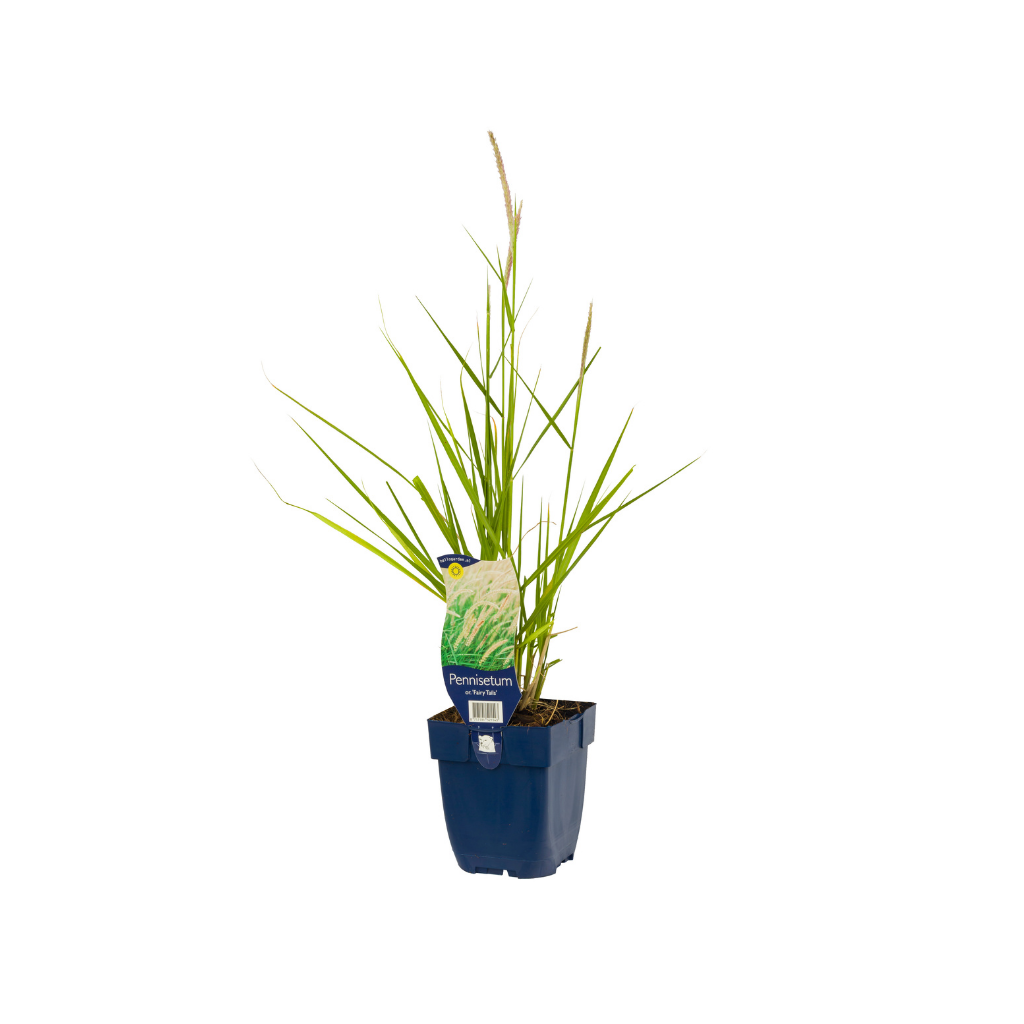 Lampenpoetsergras (Pennisetum or. 'Fairy Tales') ø 11 cm
