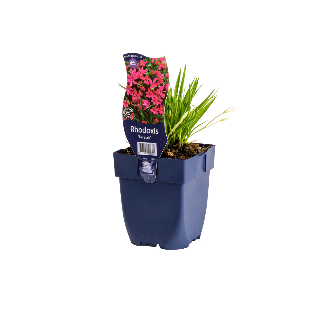 Rapsterretjes (Rhodoxis 'Fairytale') ø 11 cm