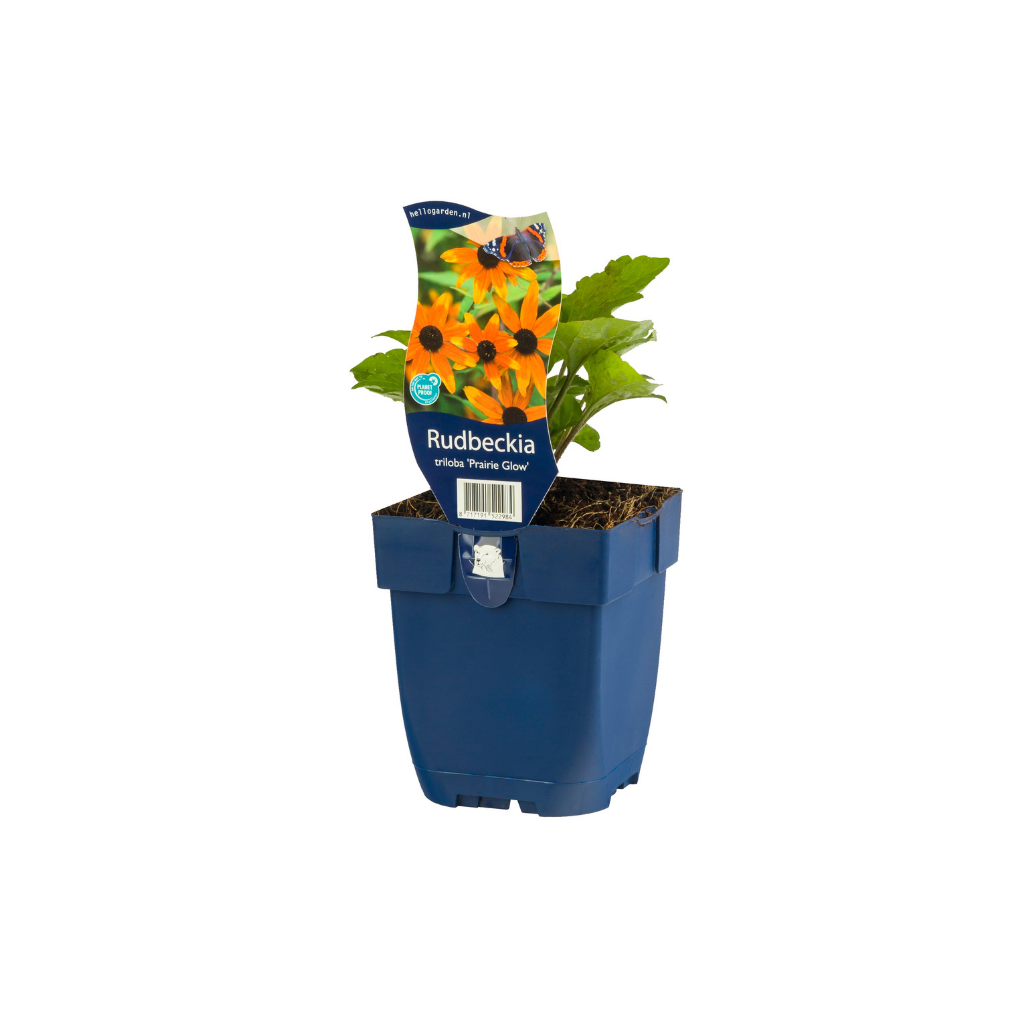 Zonnehoed (Rudbeckia tril. 'Prairie Glow') ø 11 cm