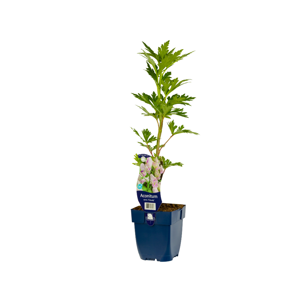 Monnikskap (Aconitum carm. 'Cloudy') ø 11 cm