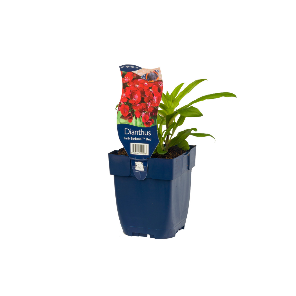 Duizendschoon (Dianthus barb. 'Barbarini Red') ø 11 cm