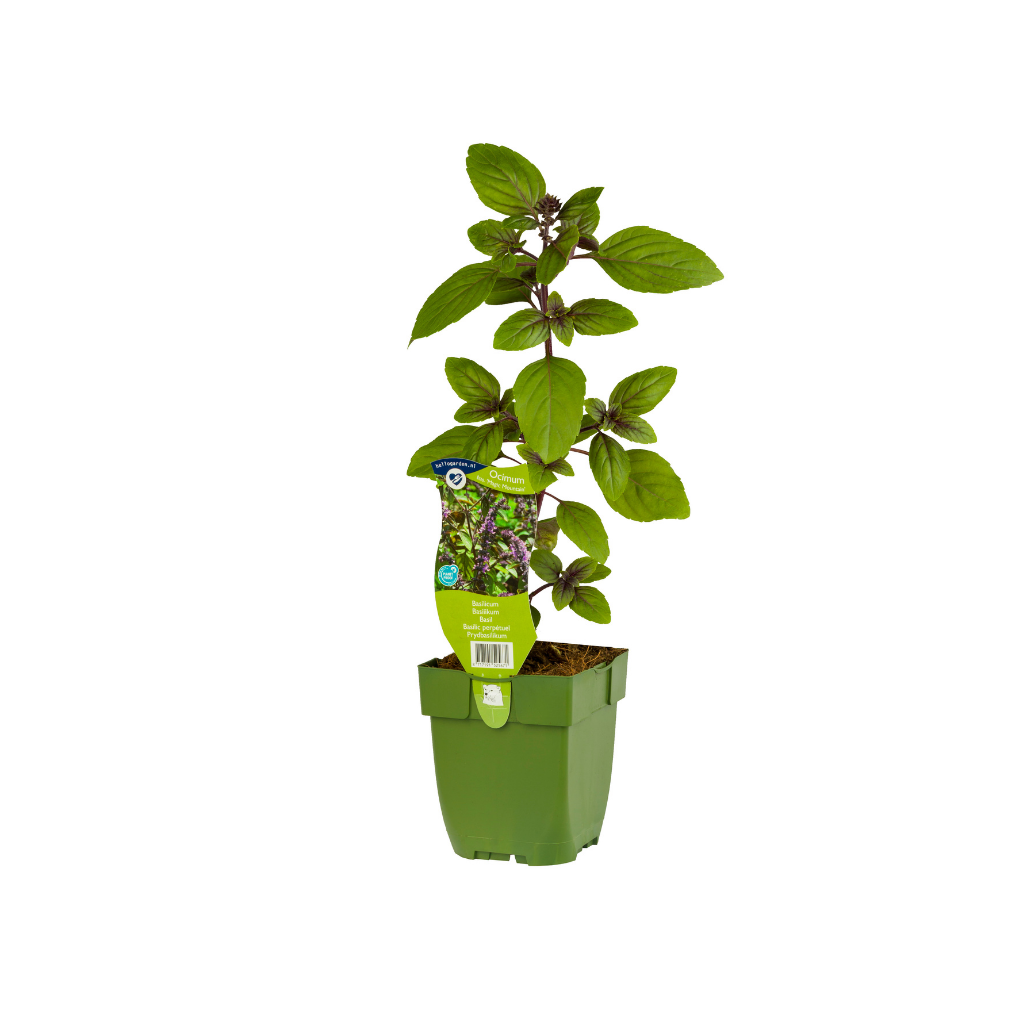 Basilicum (Ocimum bas. 'Magic Mountain') ø 11 cm