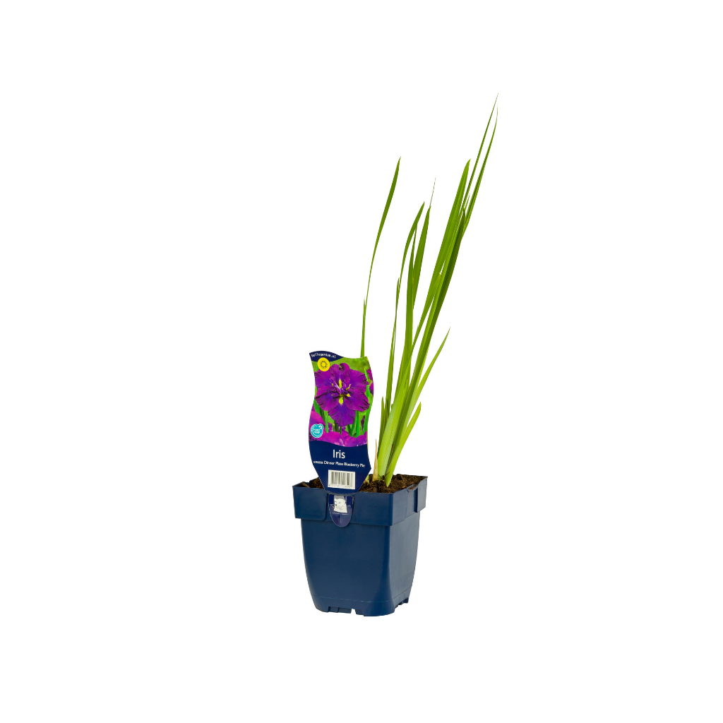 Japanse Iris (Iris ensata Dinner Plate Blueberry Pie)