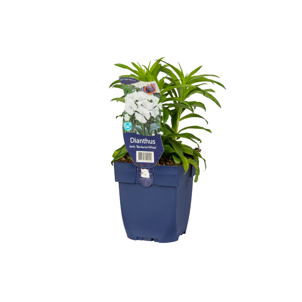 Duizendschoon (Dianthus barb. 'Barbarini White') ø 11 cm