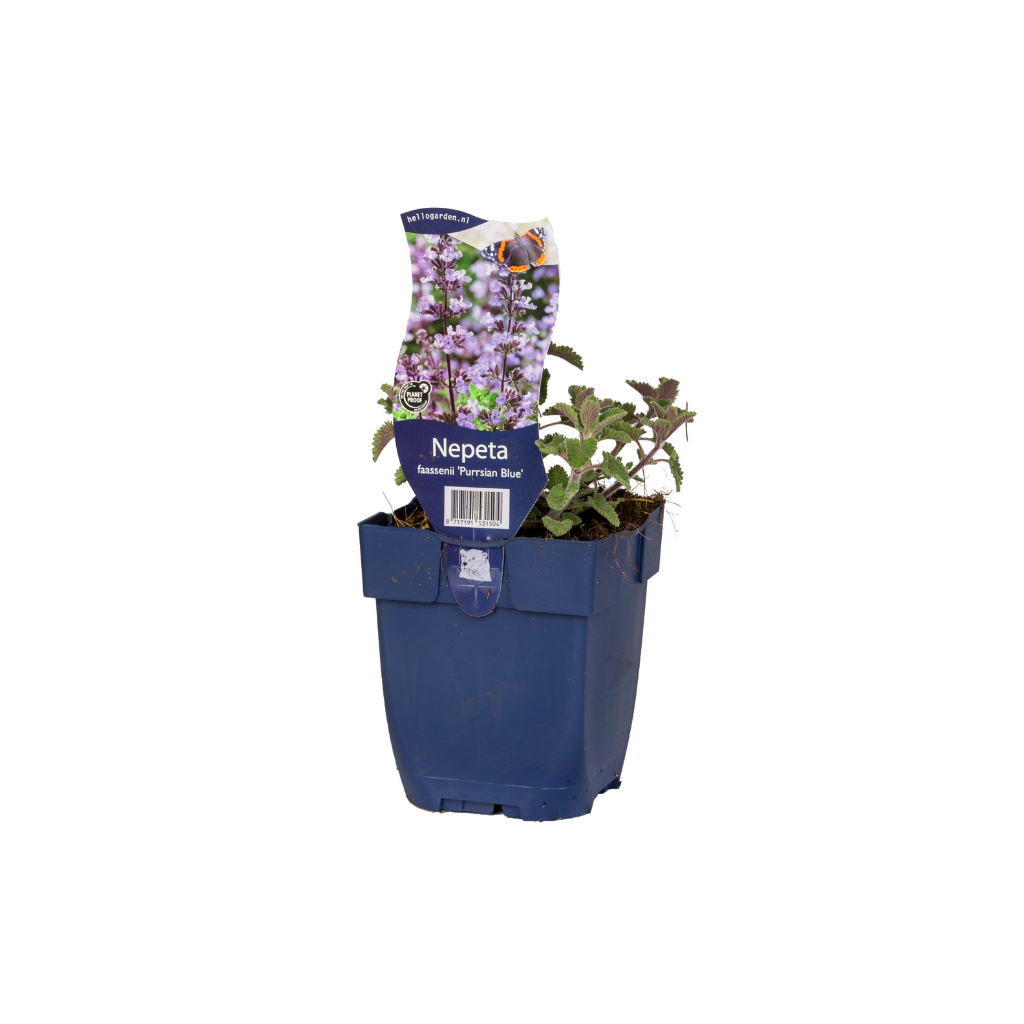 Kattekruid (Nepeta faassenii 'Purrsian Blue') ø 11 cm