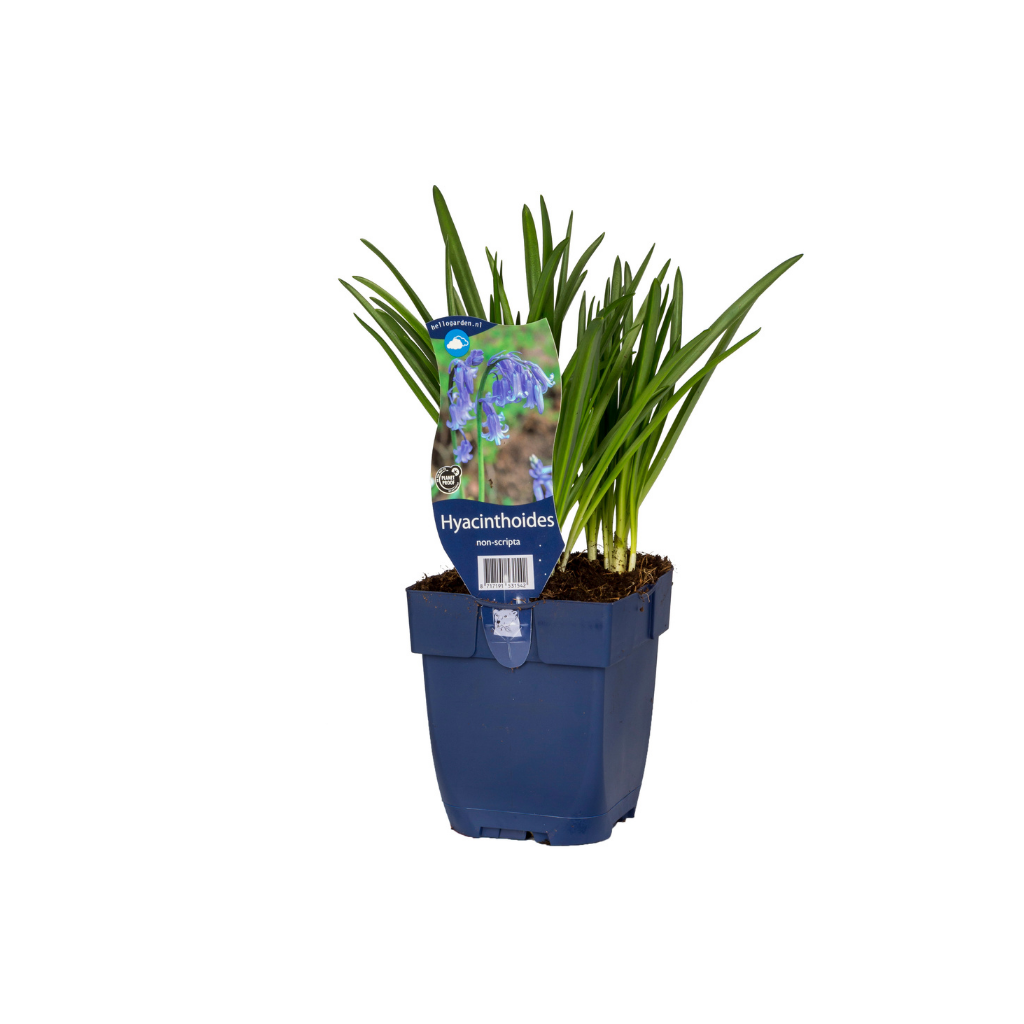 Wilde hyacinth (Hyacinthoides non-scripta) ø 11 cm