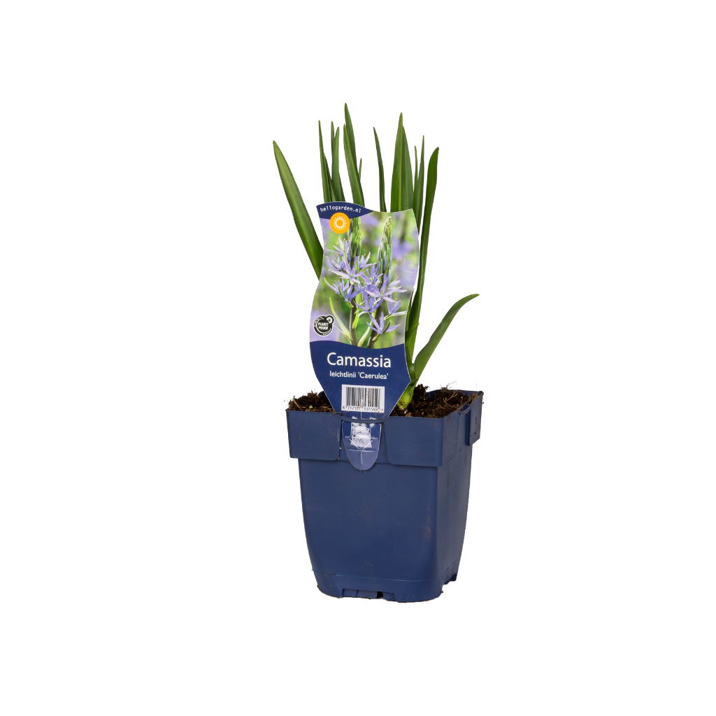 Prairielelie (Camassia leichtlinii 'Caerulea') ø 11 cm