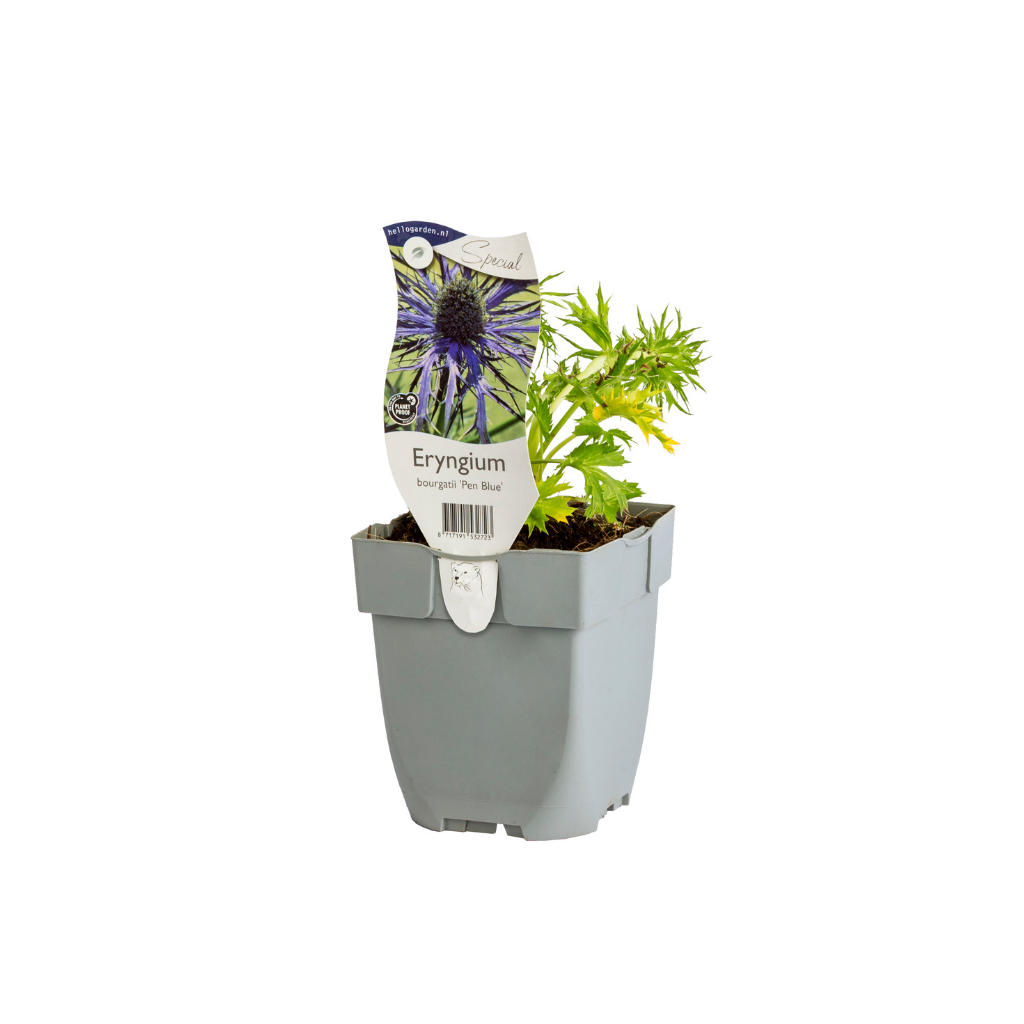 Kruisdistel (Eryngium bourgatii 'Pen Blue') ø 11 cm