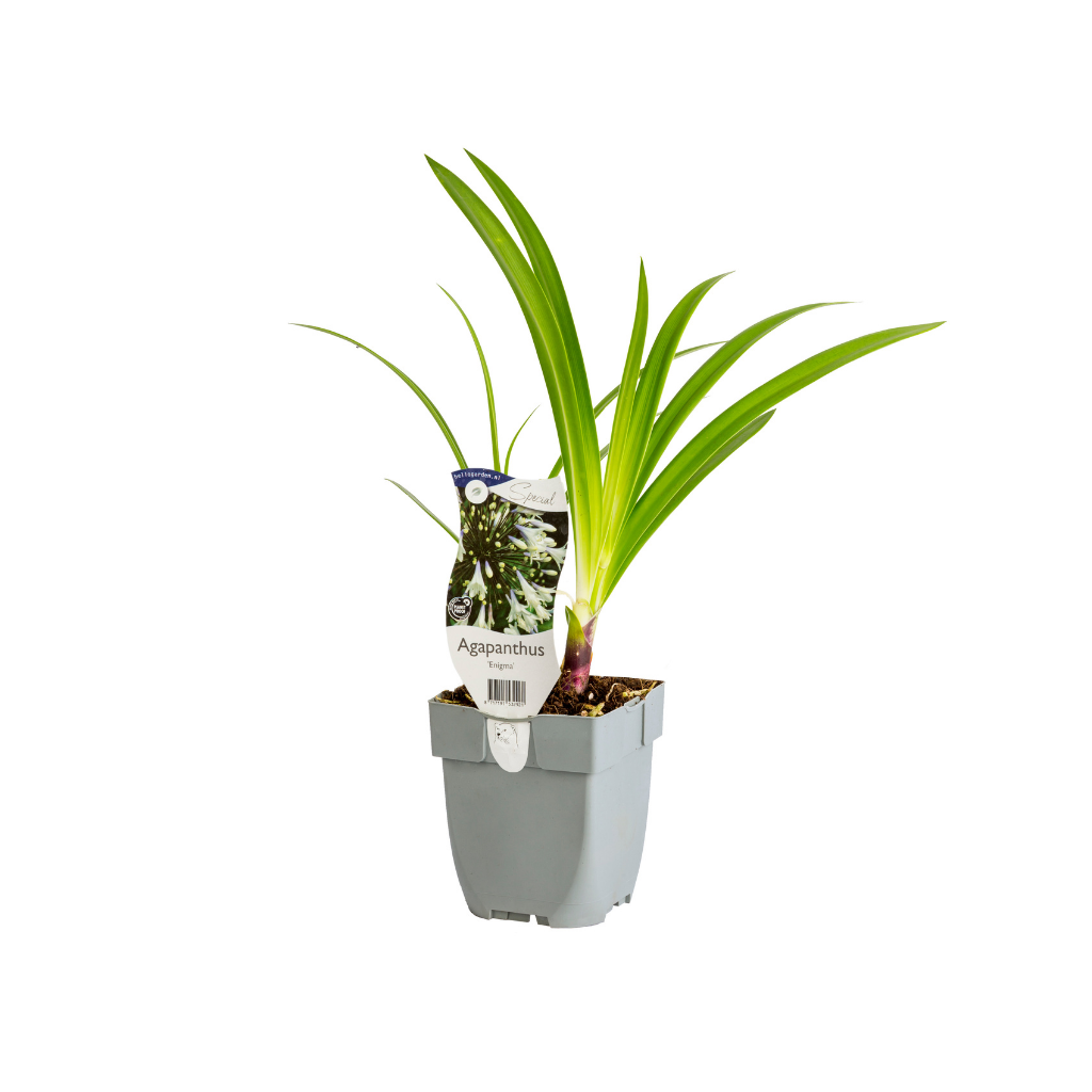 Afrikaanse lelie (Agapanthus 'Enigma') ø 11 cm