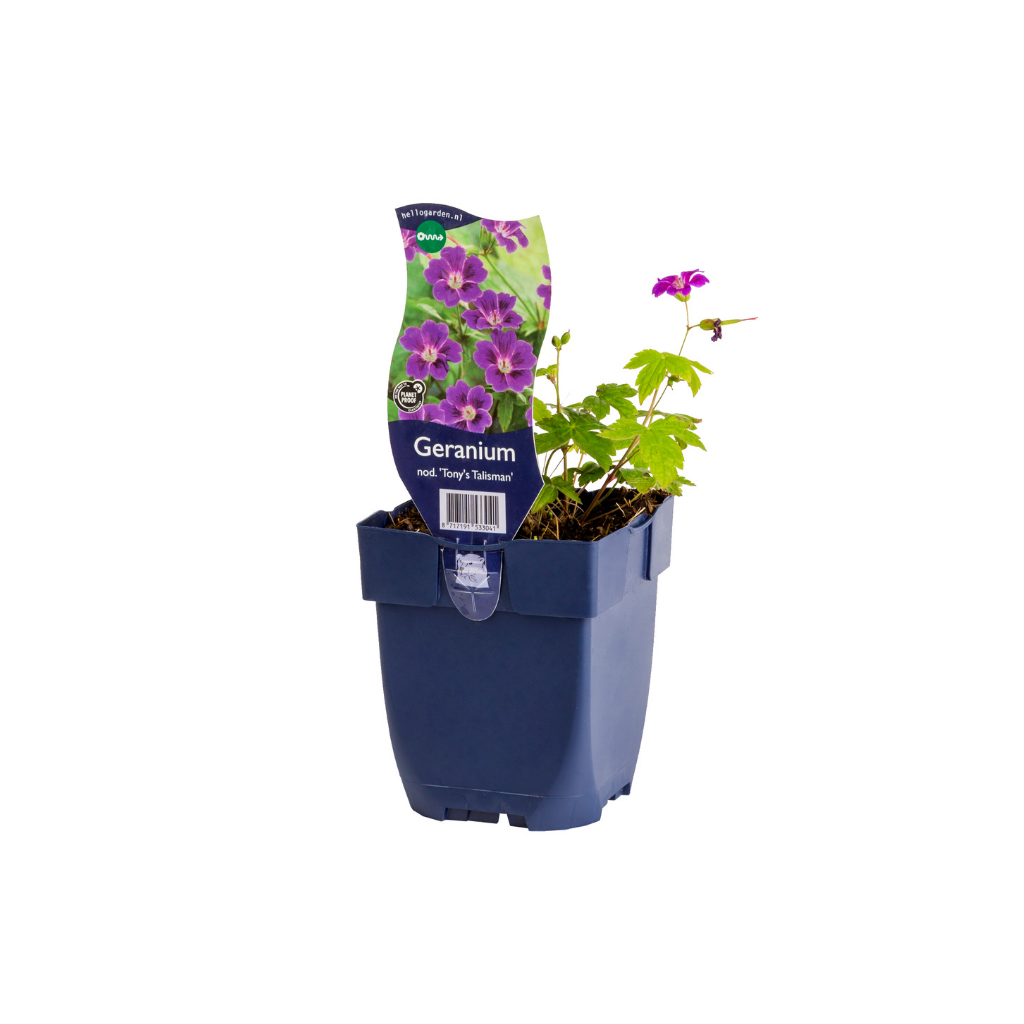 Knopige ooievaarsbek (Geranium nod. 'Tony's Talisman') ø 11 cm