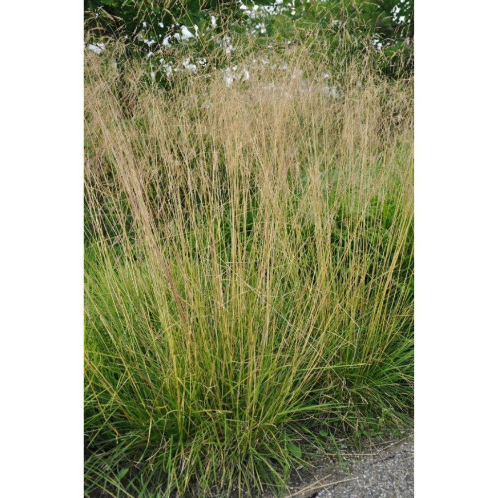 Ruwe smele (Deschampsia cesp. 'Palava') ø 11 cm