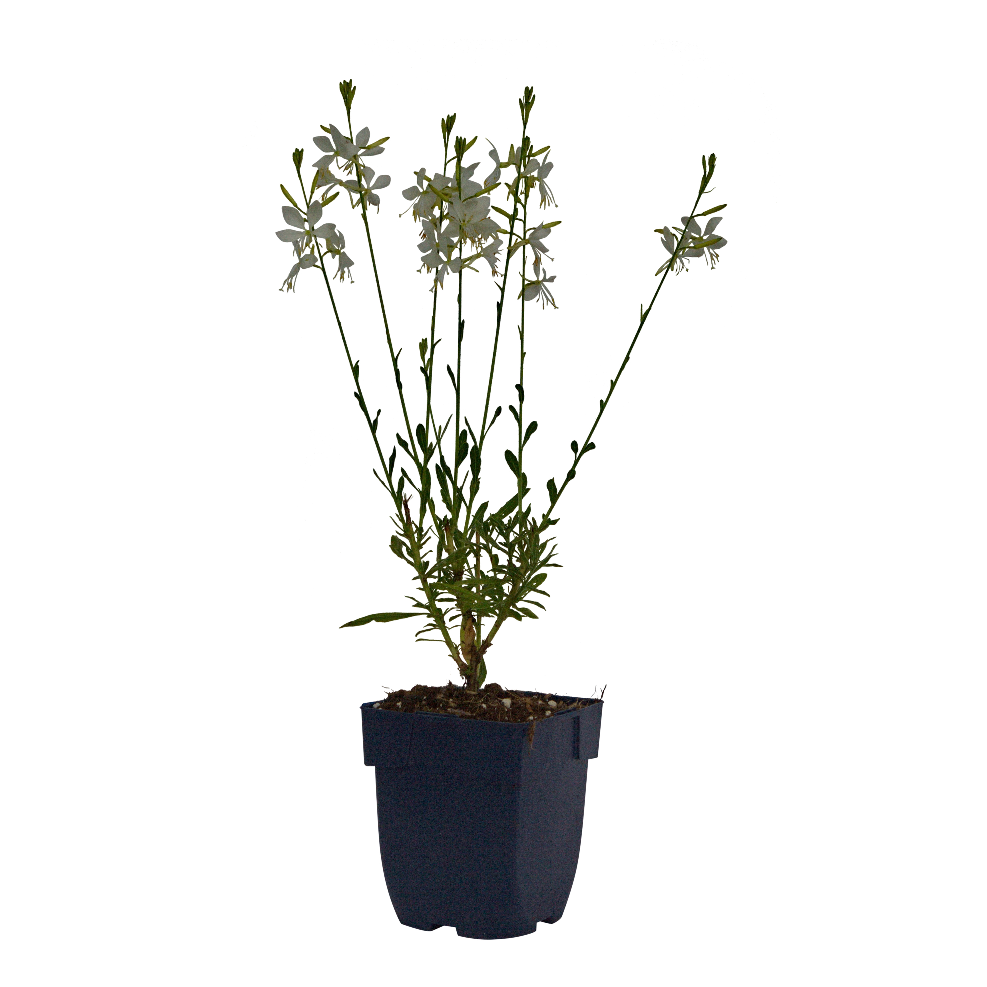 Prachtkaars (Gaura lindh. 'Geyser White') ø 11 cm