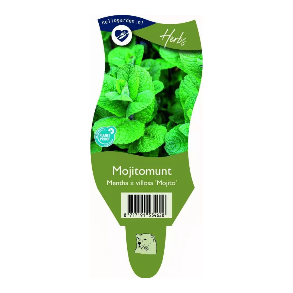 Mojitomunt (Mentha x villosa 'Mojito') ø 11 cm