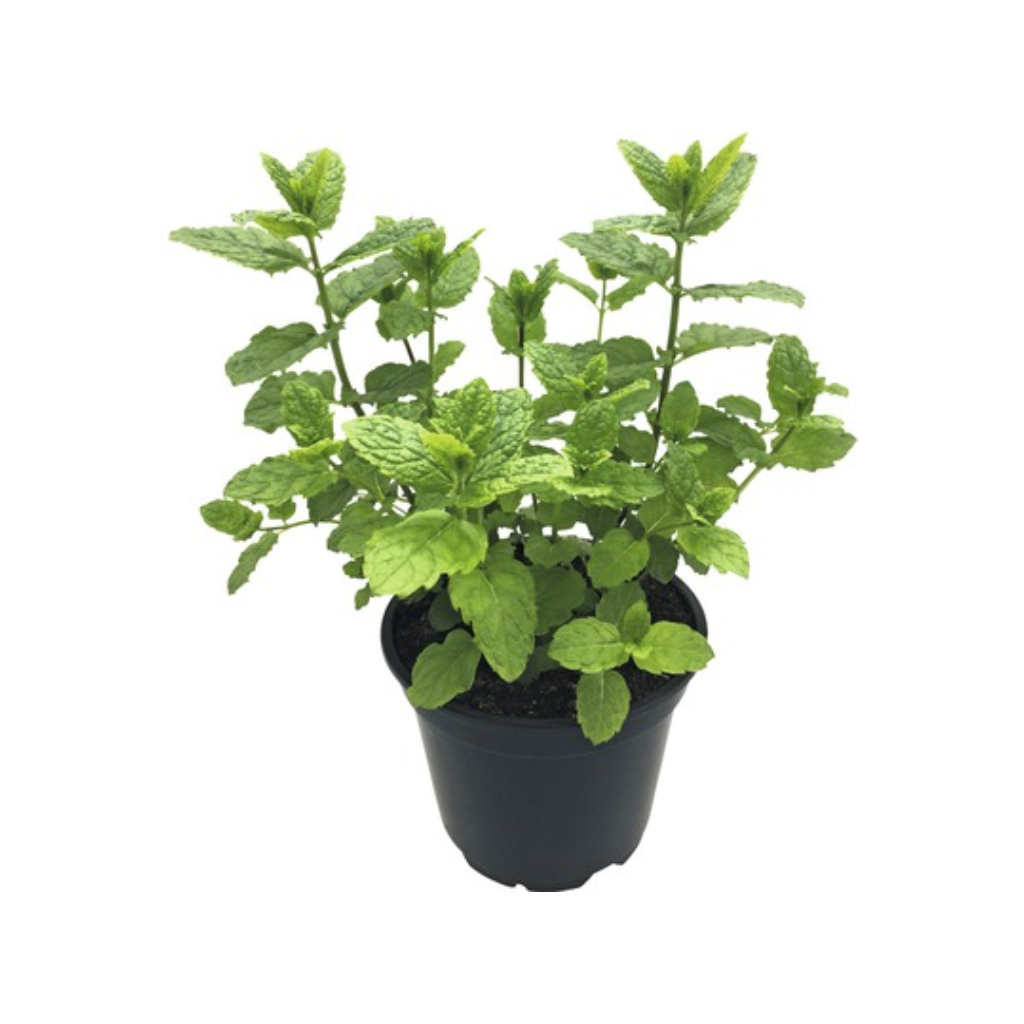 Pepermunt (Mentha pip. 'Black Mitcham') ø 11 cm