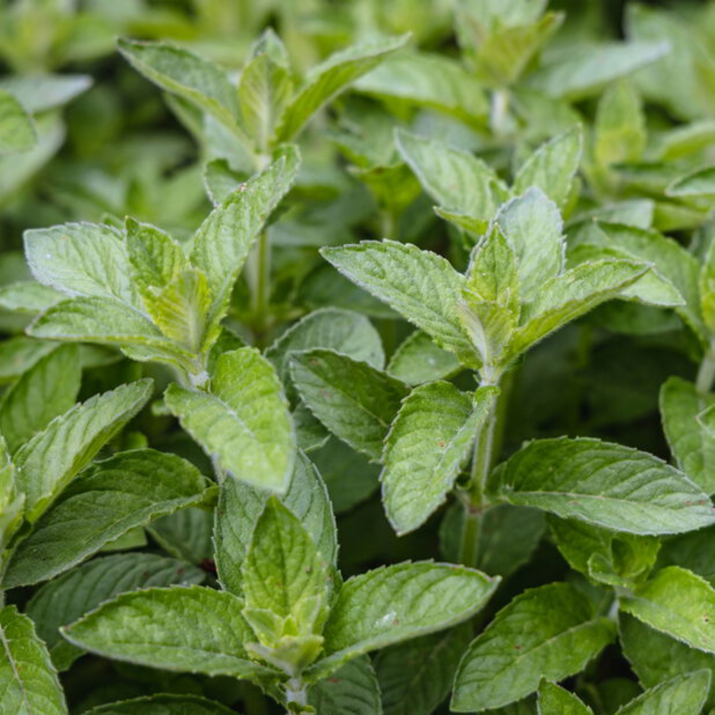Citroenmunt (Mentha pip. 'Lemon') ø 11 cm