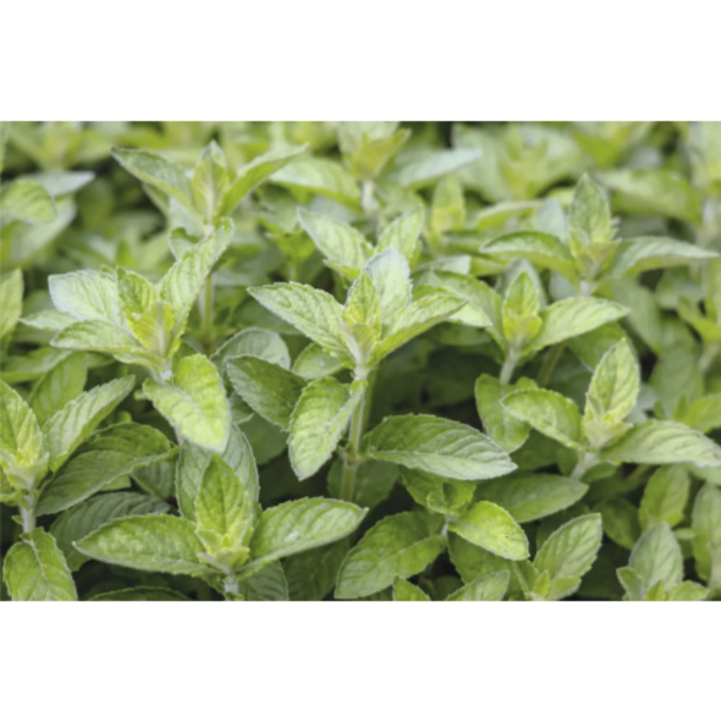 Appel - Citroenmunt (Mentha spic. 'Hillary's Sweet Lemon') ø 11 cm