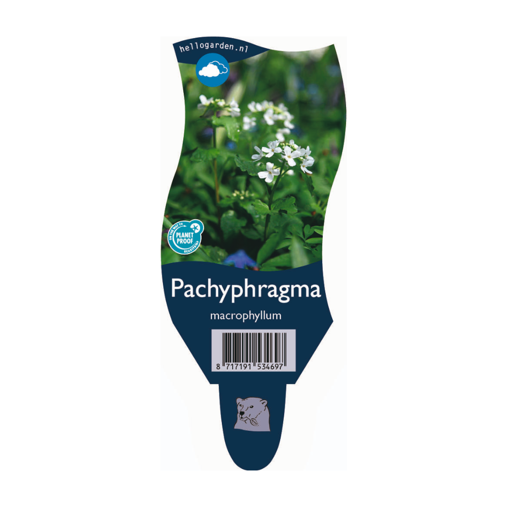 Kaukasische boerenkers (Pachyphragma macrophyllum) ø 11 cm