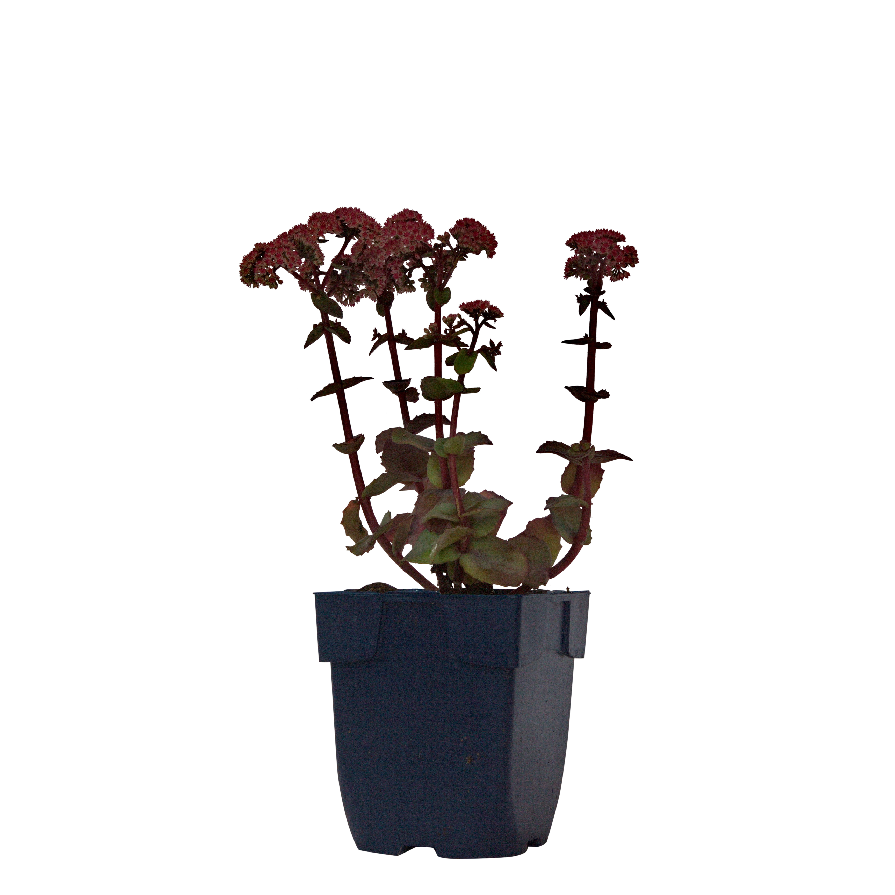 Hemelsleutel (Sedum tel. 'Seduction Rosé Soirée') ø 11 cm