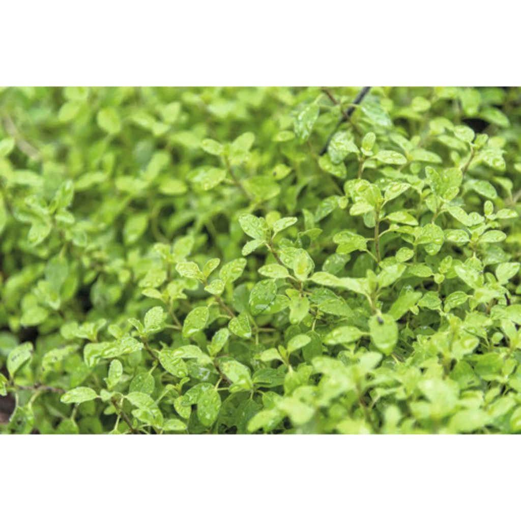 Echte marjolein (Origanum majorana 'Venezia') ø 11 cm