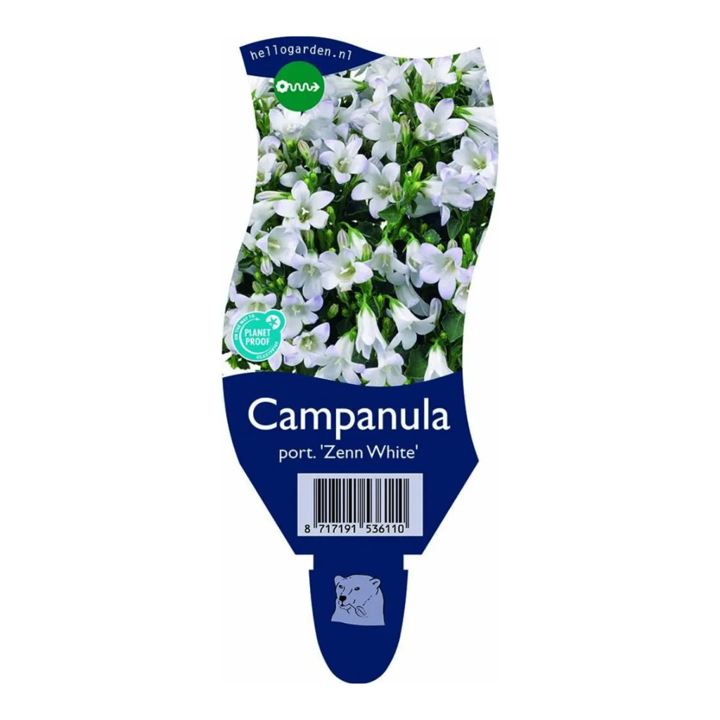 Kruipend klokje (Campanula port. 'Zenn White') ø 11 cm