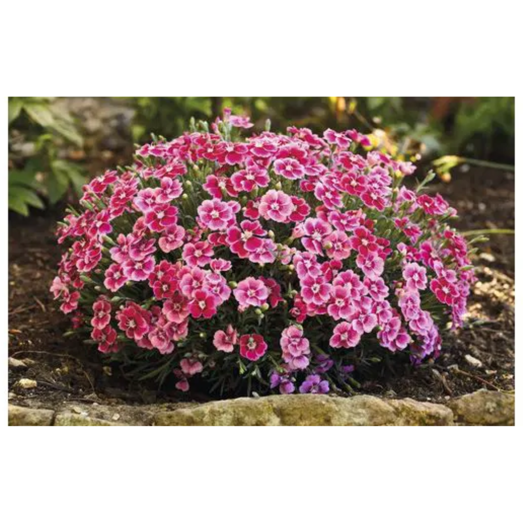Tuinanjer (Dianthus caryop. 'Electric Dreams') ø 11 cm