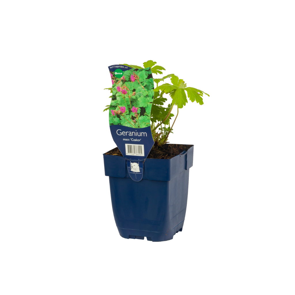Ooievaarsbek (Geranium 'Karin Wouters') ø 11 cm
