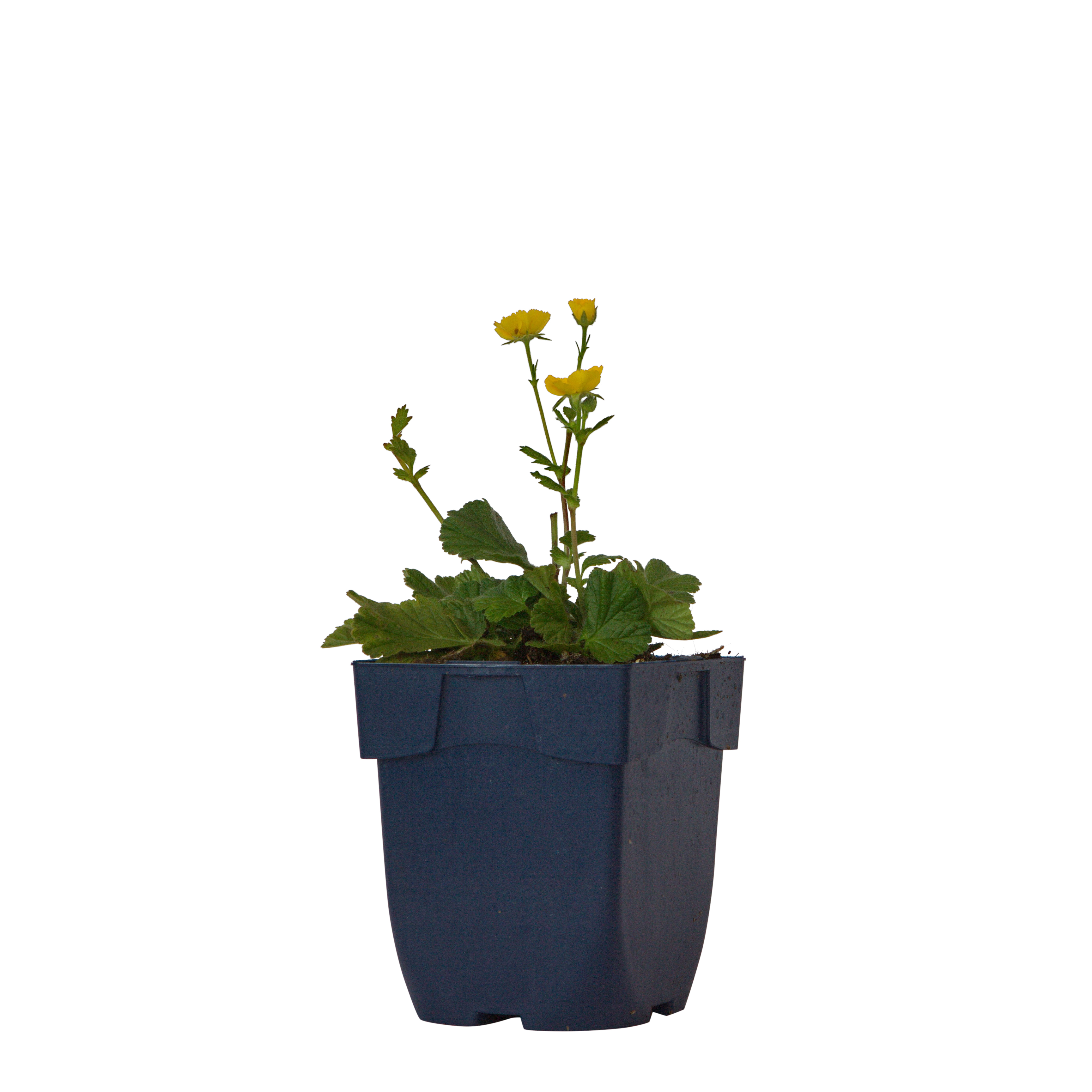 Nagelkruid (Geum cocc. 'Tosai Yellow') ø 11 cm