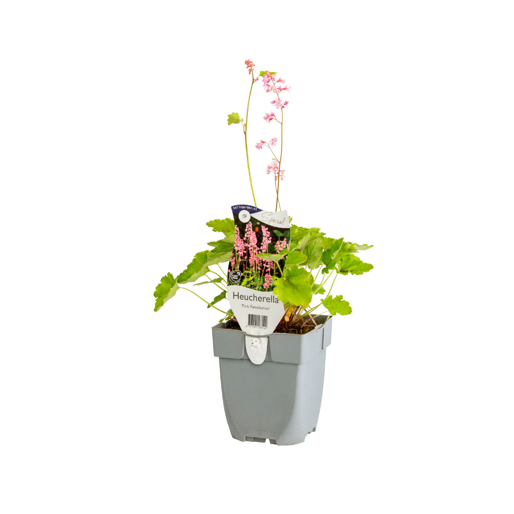 Purperklokje (Heuchera vill. 'Hip Hip Hooray') ø 11 cm