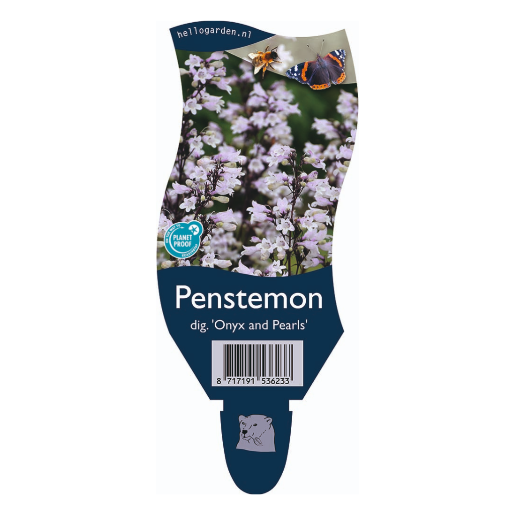Slangenkop (Penstemon dig. 'Onyx and Pearls') ø 11 cm