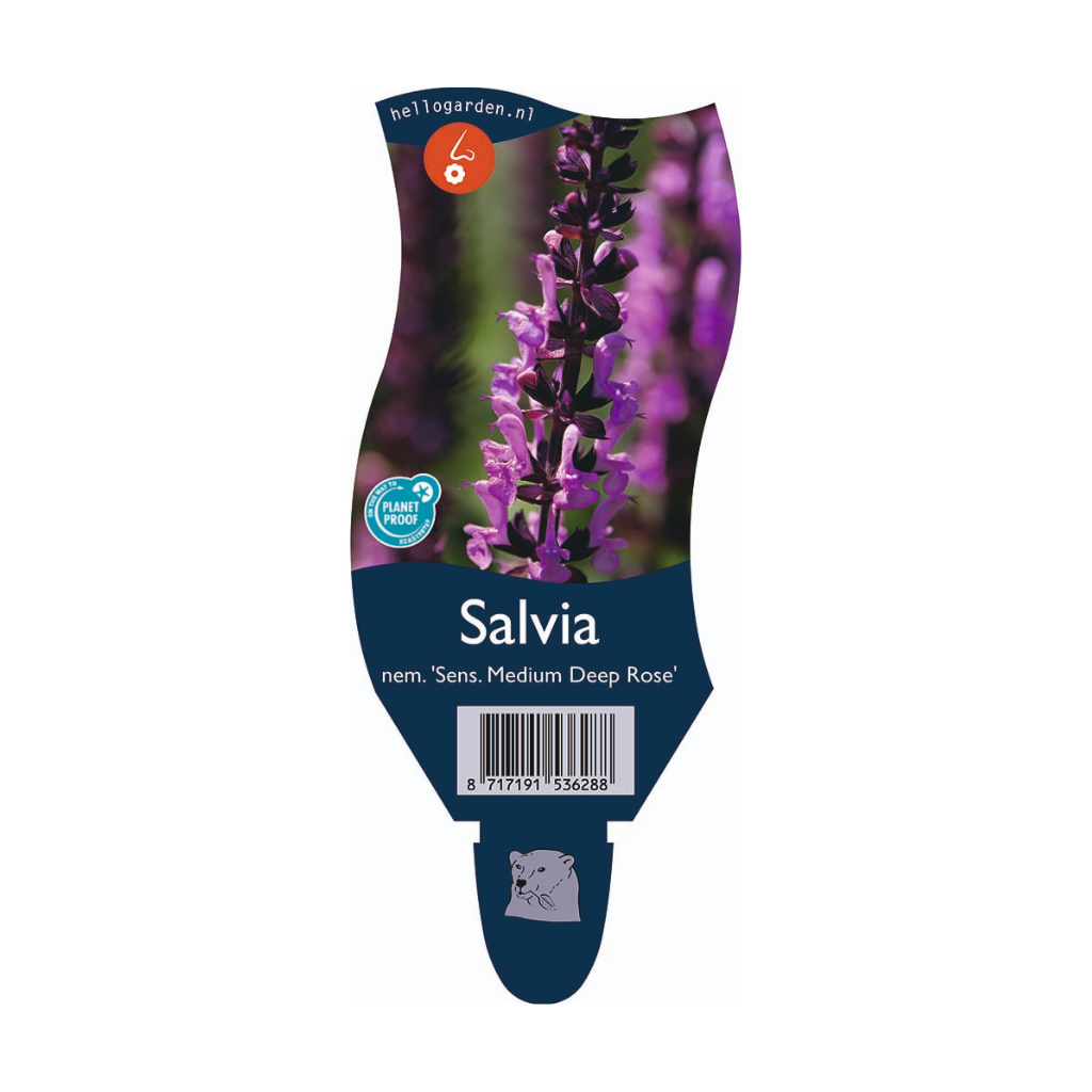 Blauw (Salvia nem. 'Sens. Medium Deep Rose') ø 11 cm