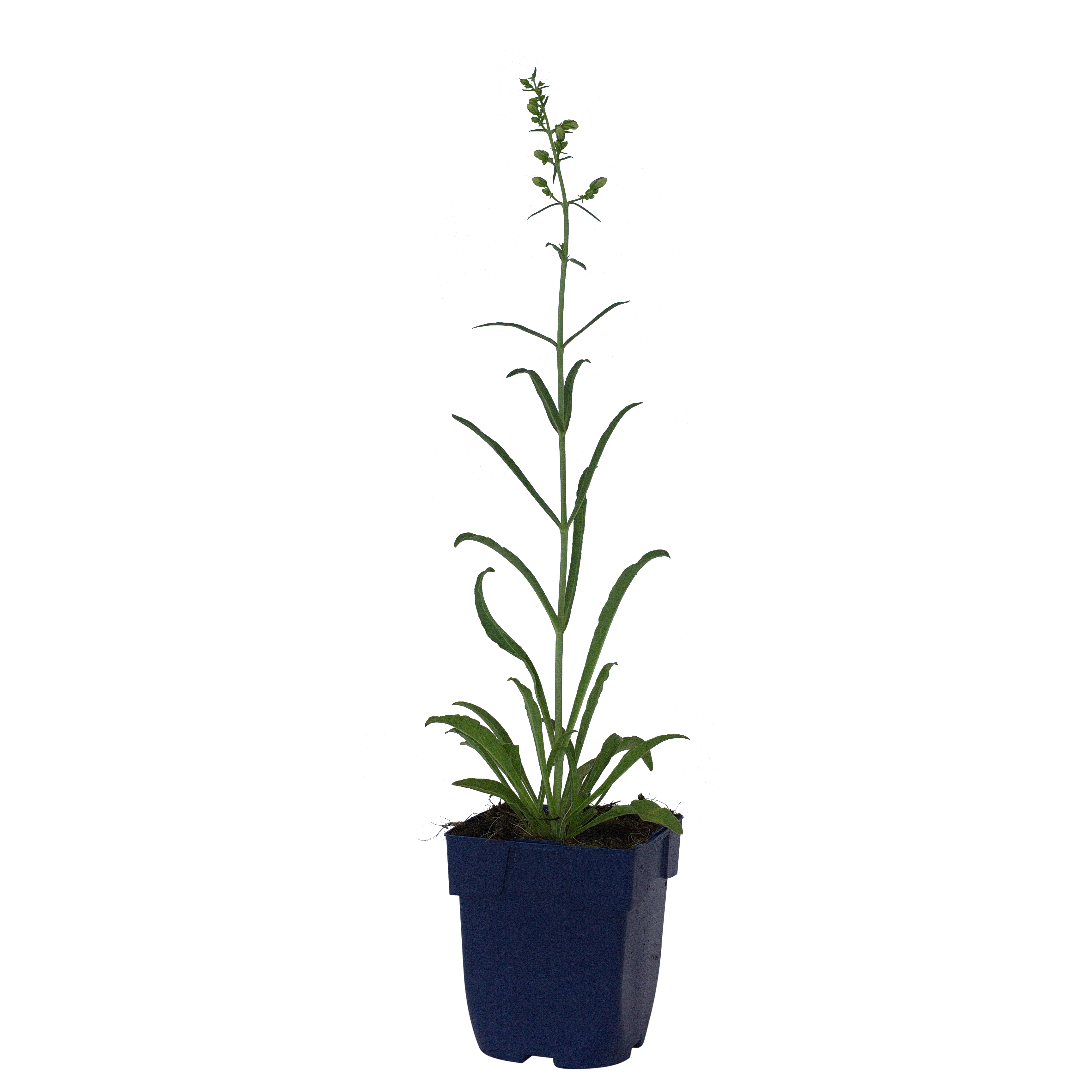 Slangenkop (Penstemon barb. 'Twizzle Blue') ø 11 cm