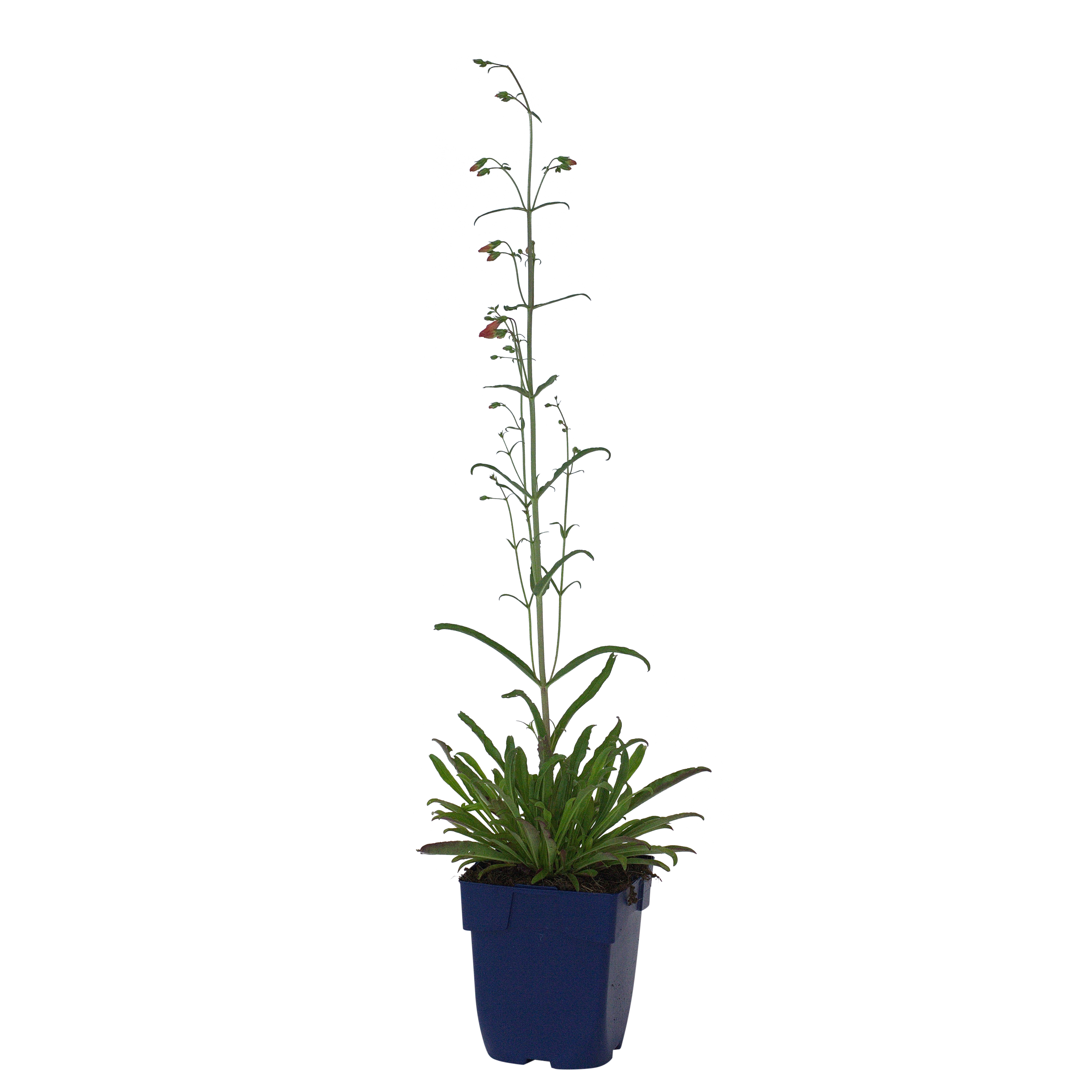Slangenkop (Penstemon barb. 'Twizzle Scarlet') ø 11 cm