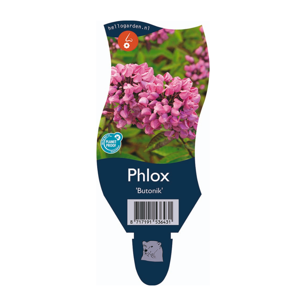 Vlambloem (Phlox (P) 'Butonik') ø 11 cm