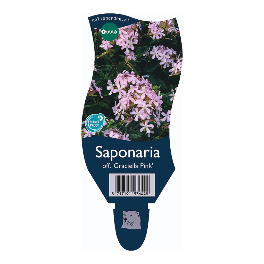 Zeepkruid (Saponaria off. 'Graciella Pink') ø 11 cm
