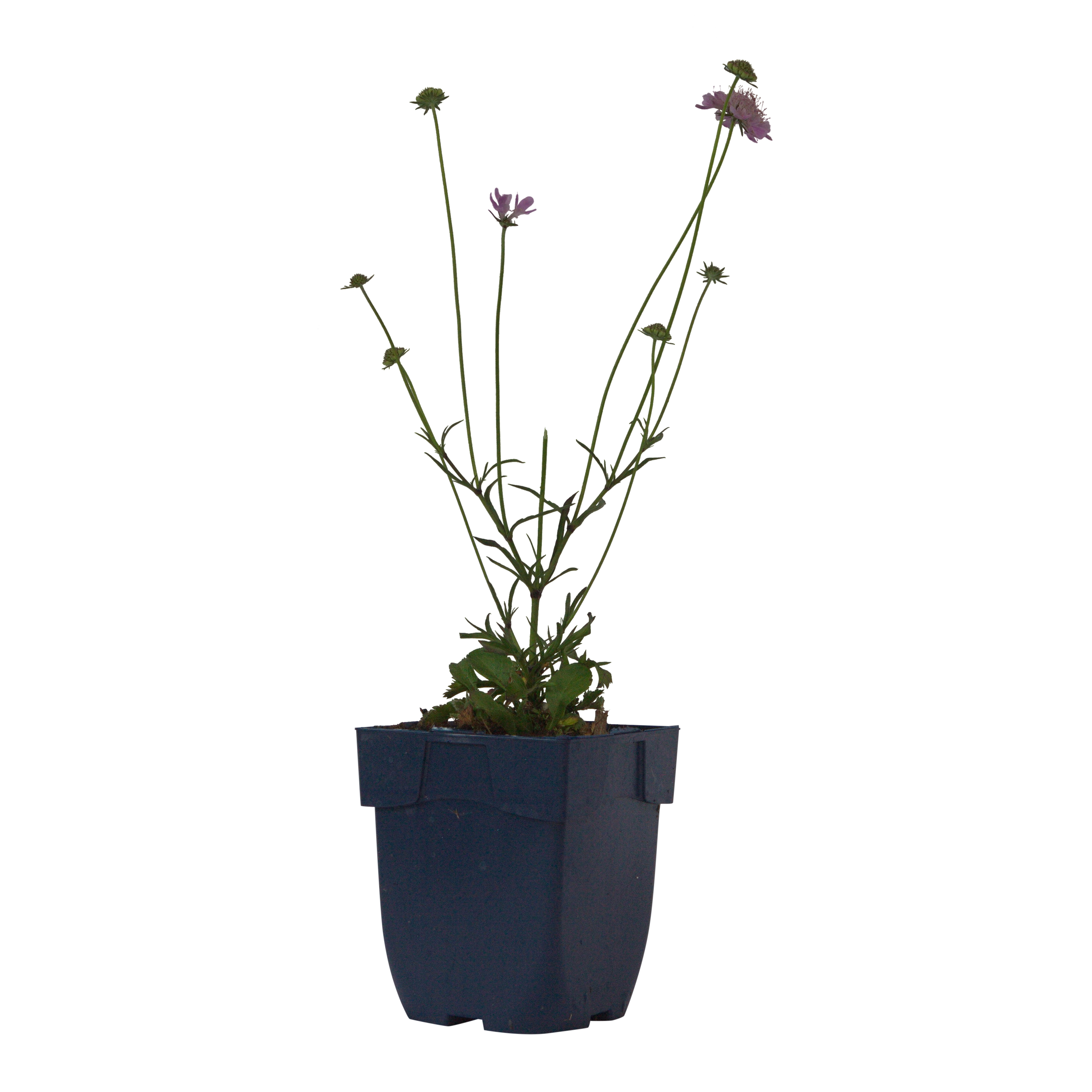 Duifkruid (Scabiosa col. 'Pincushion Pink') ø 11 cm
