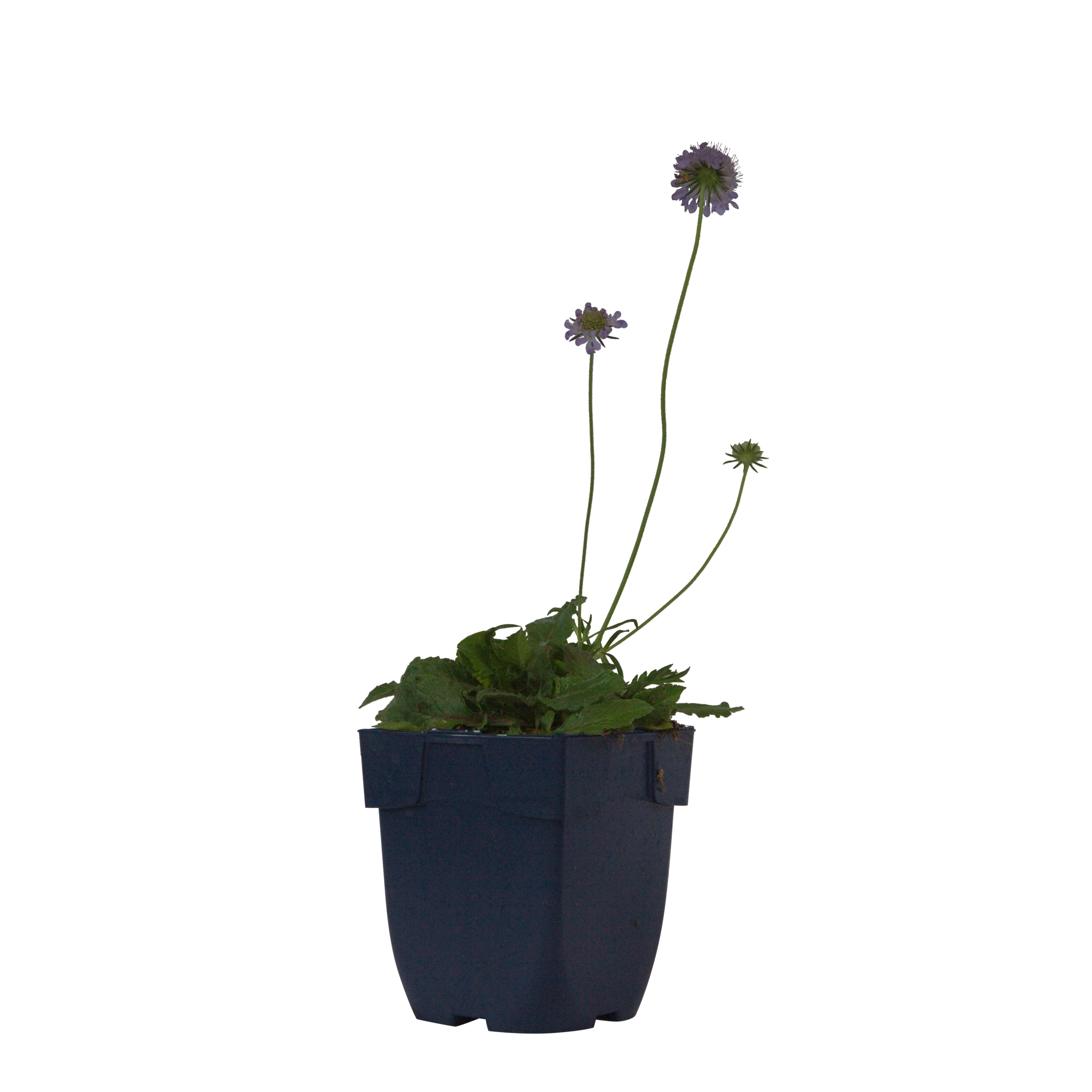 Duifkruid (Scabiosa col. 'Pincushion Blue') ø 11 cm