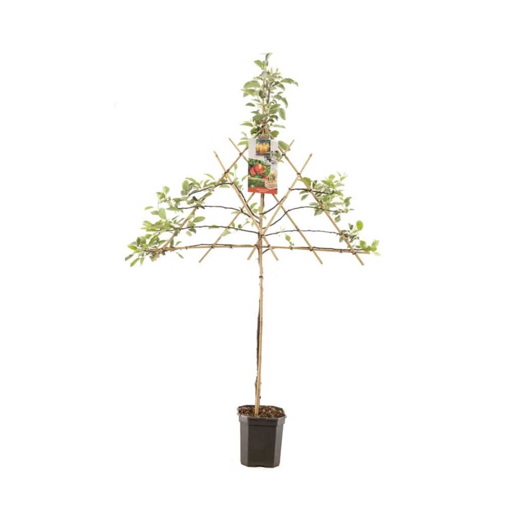 Handappel (Malus dom. Braeburn leivorm) H 160 ø 24 cm