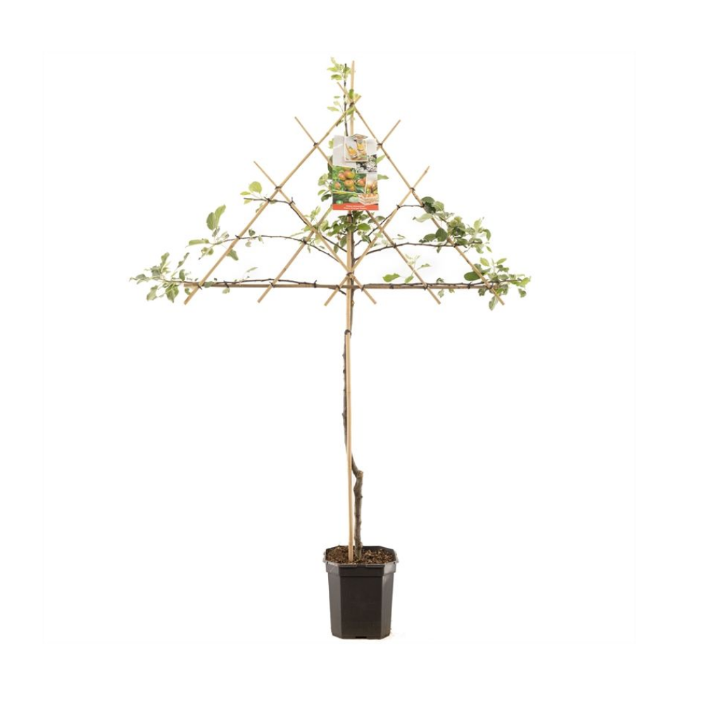 Handappel (Malus dom. Cox's Orange P. leivorm) H 160 ø 24 cm