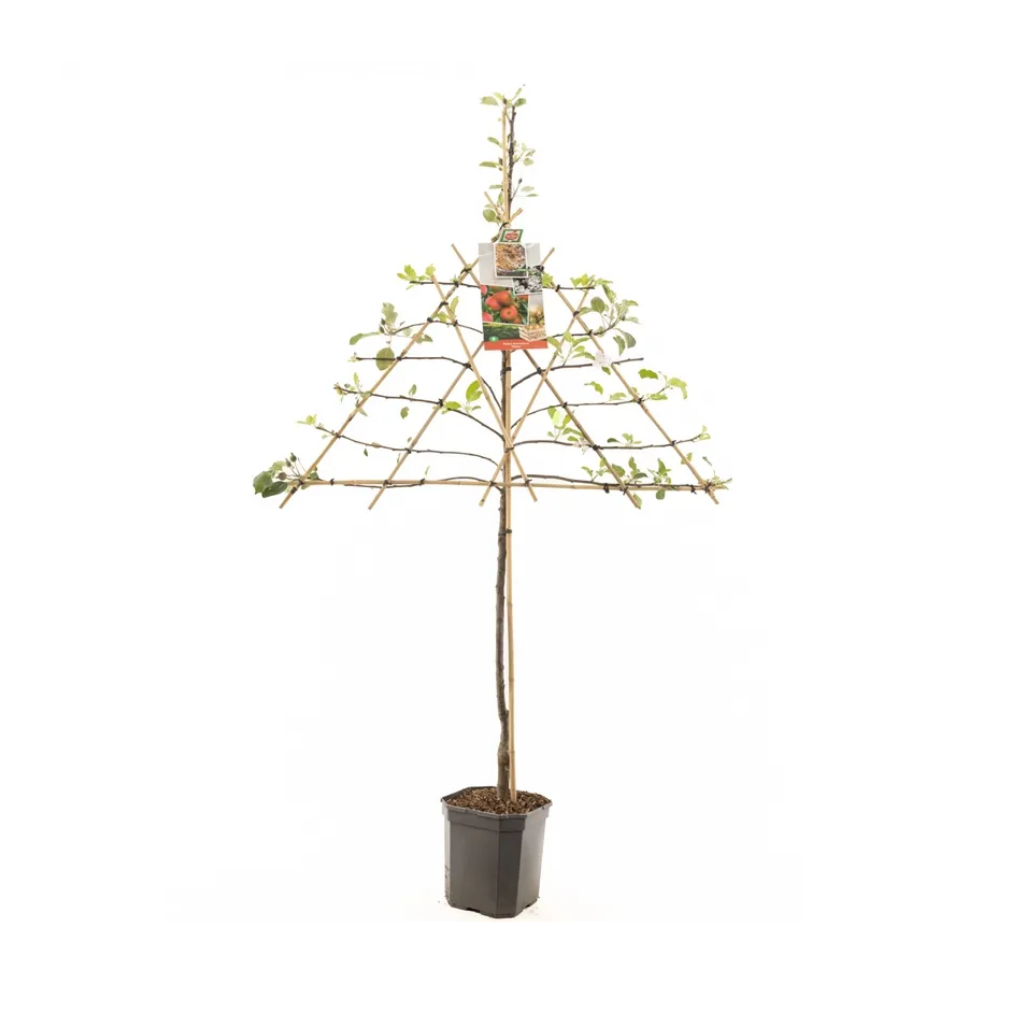 Najaarsappel (Malus dom. Elstar leivorm) H 160 ø 24 cm