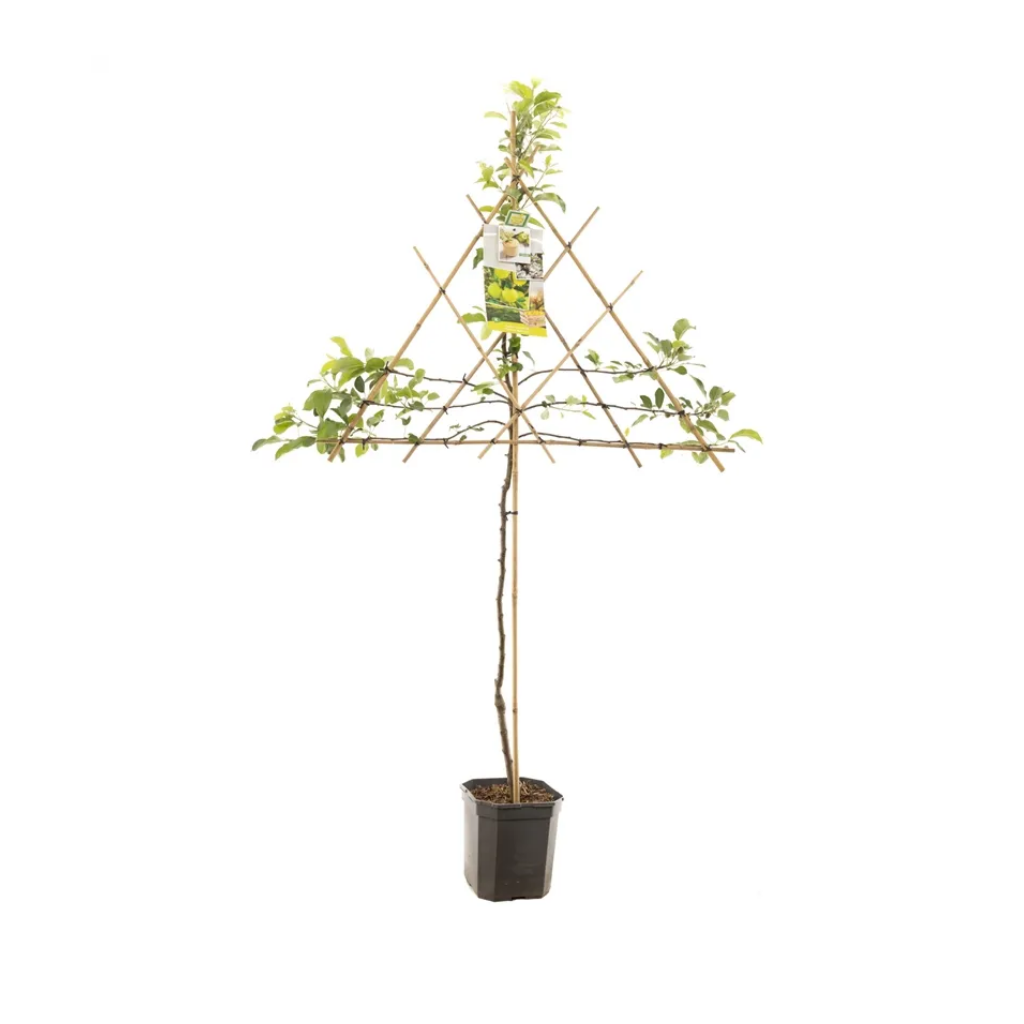 Gele handappel (Malus dom. Golden Delicious leivorm) H 160 ø 24 cm