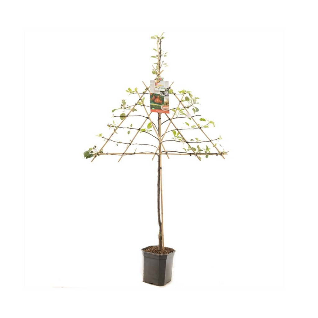 Rode handappel (Malus dom. Jonagold leivorm) H 160 ø 24 cm