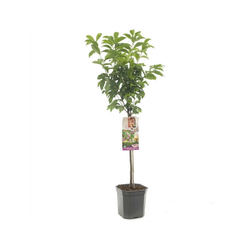 Pruim-abrikoos (Prunus Pluot Dapple Dandy laagstam) H 160 ø 24 cm