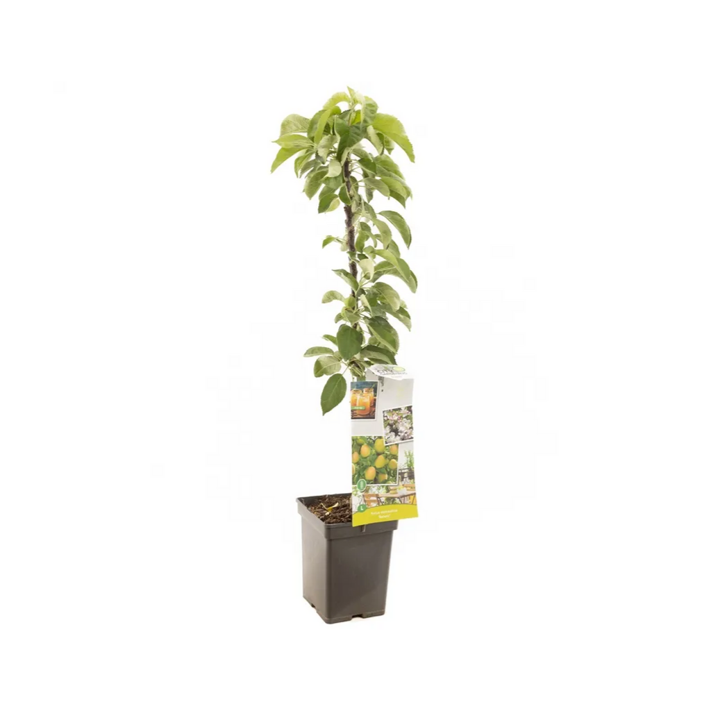 Geel-rode appel (Malus dom. Bolero zuilvorm) H 110 ø 18 cm