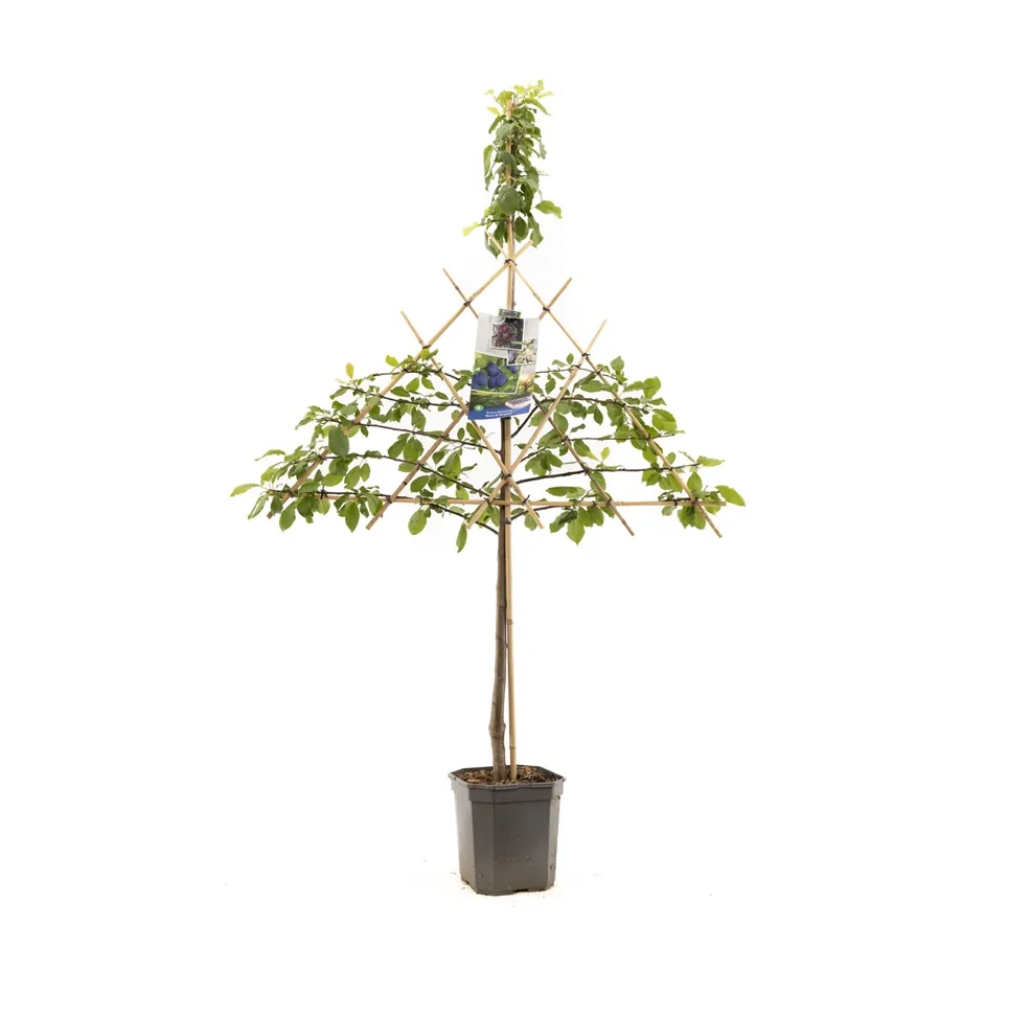 Donkerblauwe pruim (Prunus dom. Bleue de Belgique lei) H 160 ø 24 cm