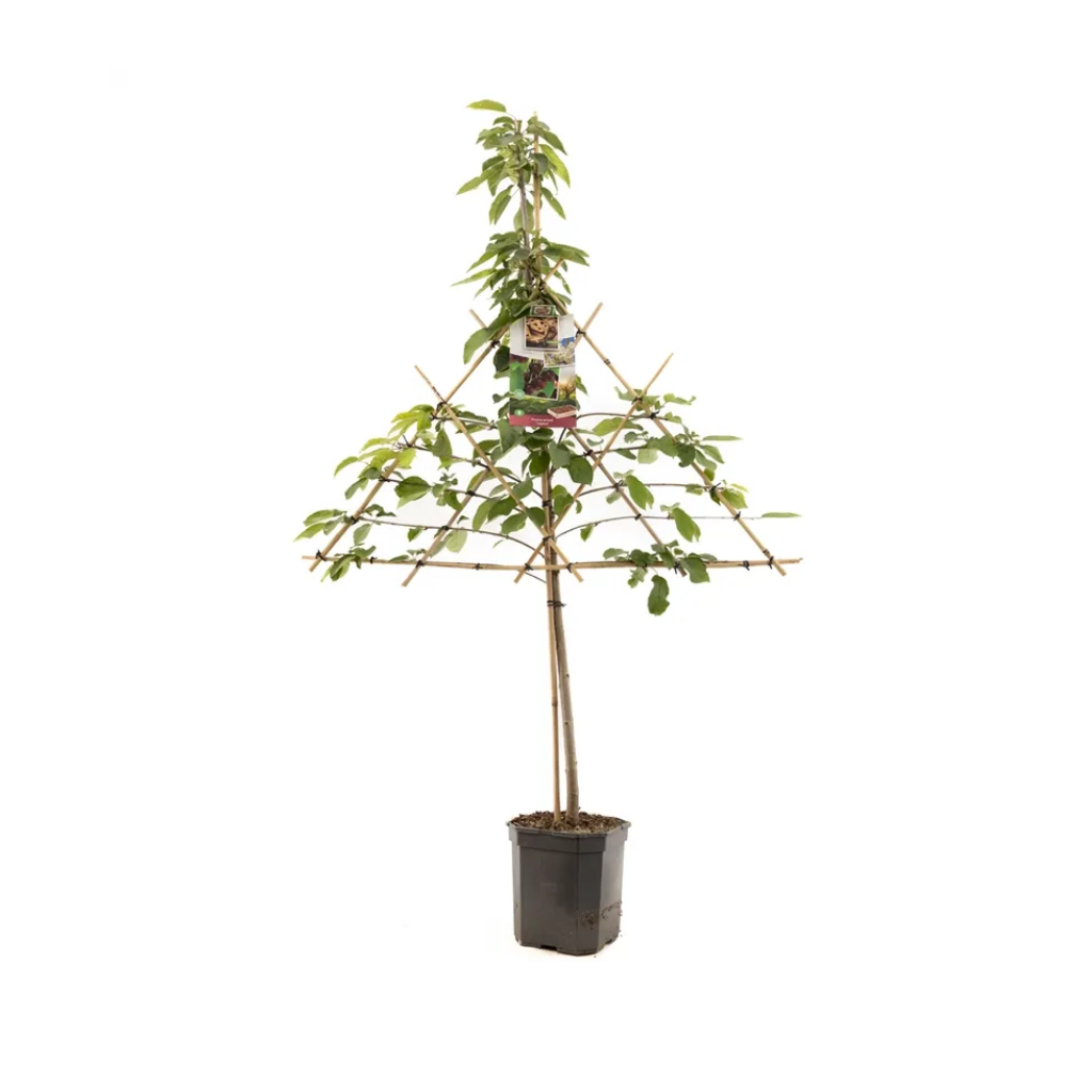 Zoete kers (Prunus avium Lapins leivorm) H 160 ø 24 cm